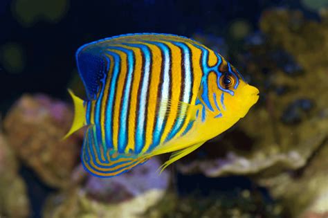 live fish|Freshwater Fish .